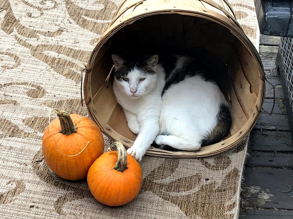 how-much-pumpkin-to-give-a-cat-hero-pets